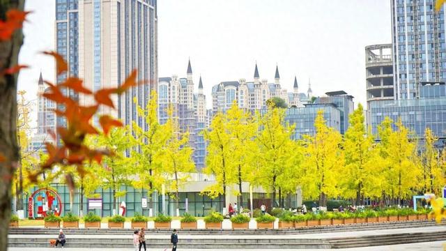 邂逅金色浪漫！银杏正当时，快来打卡！