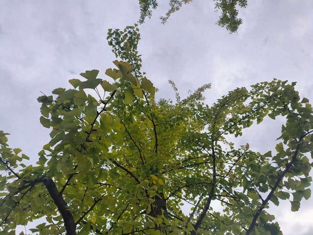 凯里版“黄金大道”将迎来观赏佳期 您的相机准备好了吗