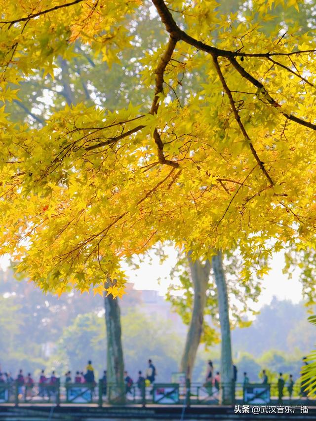 这里藏了武汉的顶流秋色！
