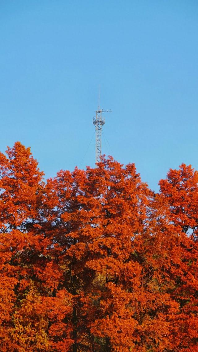 抓住降温前最后一周！赴一场武汉植物园冬日花约
