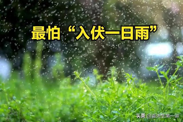 今日入伏，老人说最怕“入伏一日雨”，入伏天下雨有啥预兆？