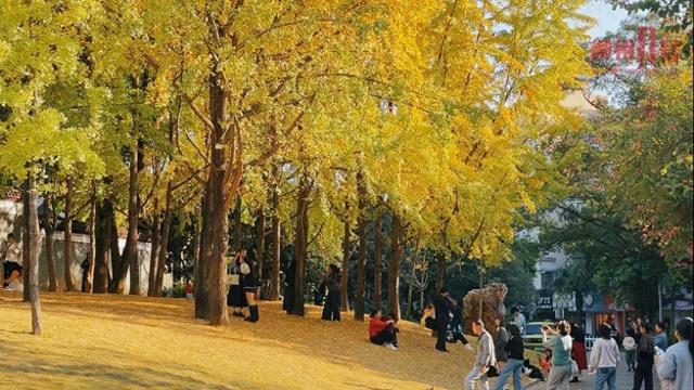 柳州这条老牌银杏大道，正迎来它一年中最美的时刻