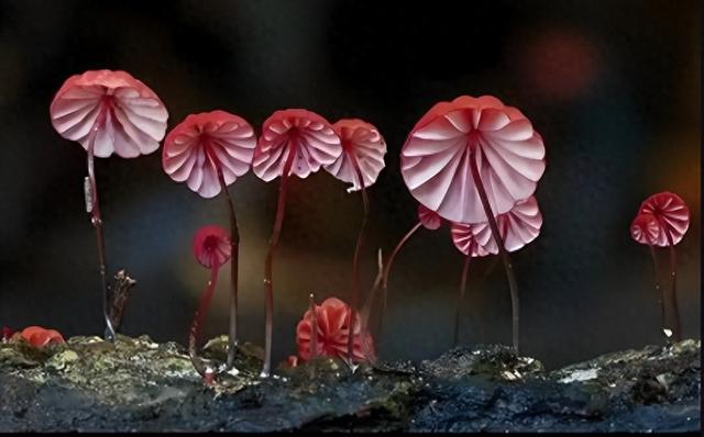 《科学》：寻找幽灵！科学家如何揭示放弃光合作用神秘植物的秘密