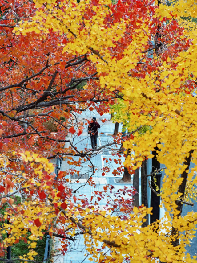 银杏黄了，乌桕红了！魔都绝美天桥美成调色盘，人少免费打卡→