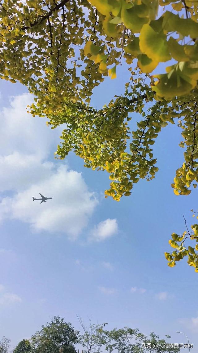 这几日的阳光很给力，银杏、乌桕、水杉相继上线。