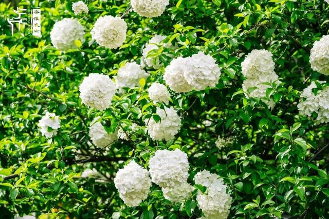 花样秦淮｜绣球花开