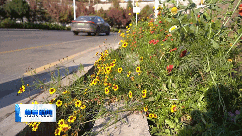 深秋菊艳 柳林高速东口公园绘就唯美秋景