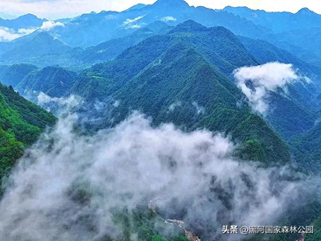 云海翻涌,薄雾缭绕,在黑河山间邂逅“山林仙境”