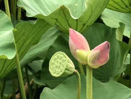 龙泽湖公园荷花绽放 清荷映日并蒂添辉