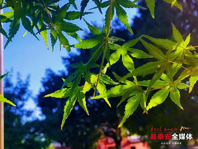 秋入虎山 绿意未减色更浓