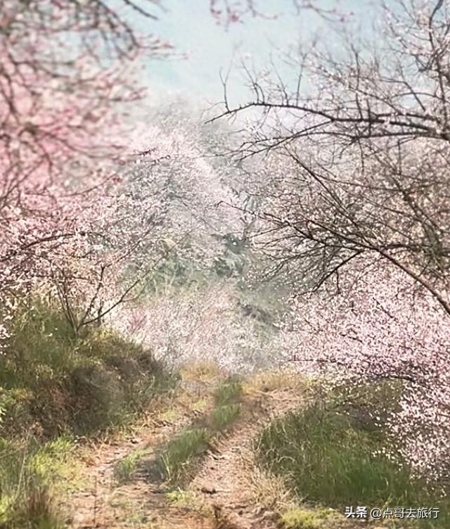成都冬天爆火的徒步赏花，拍照赏景超级惊艳，全部免费！