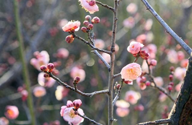 梅花绽放花芬芳