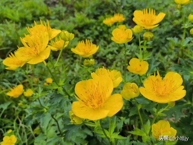 再登辽阳千米高峰白云山，云雾弥漫，金莲花盛开
