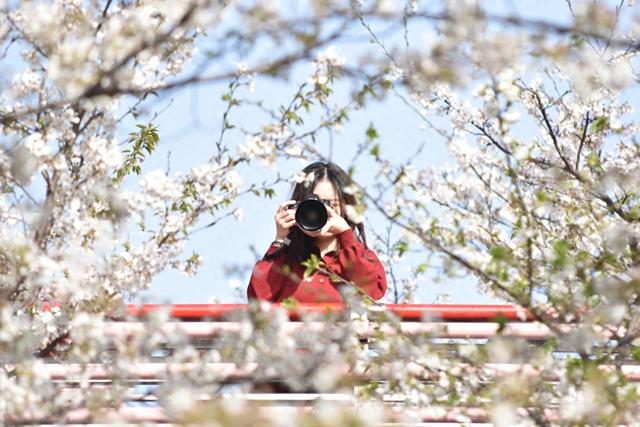 地铁直达！西安清明必去的赏樱花好去处，门票还免费
