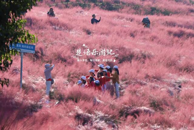 宁波奉化的秋天童话世界，粉黛花海唯美浪漫，周边近10处风景更美