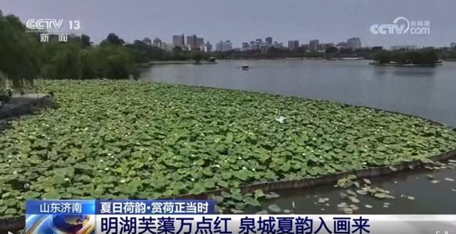 央视聚焦！济南大明湖荷风送香，夏日限定美景醉人~