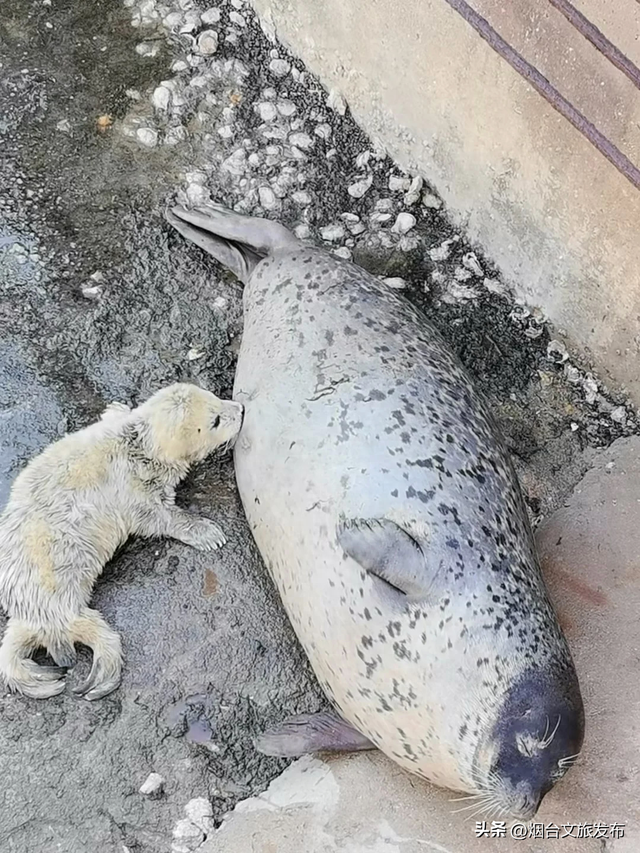 【乐游烟台】在烟台看到糯叽叽的新生海豹了！