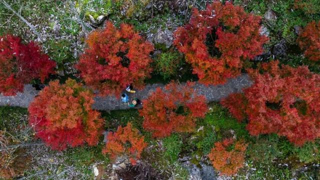 来宣恩矅天眼，看万山红遍，层林尽染！