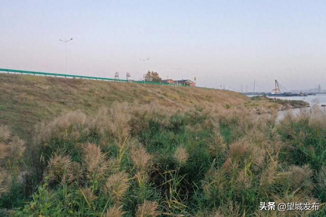 芦苇+落日=超级出片！望城这片景太会了！