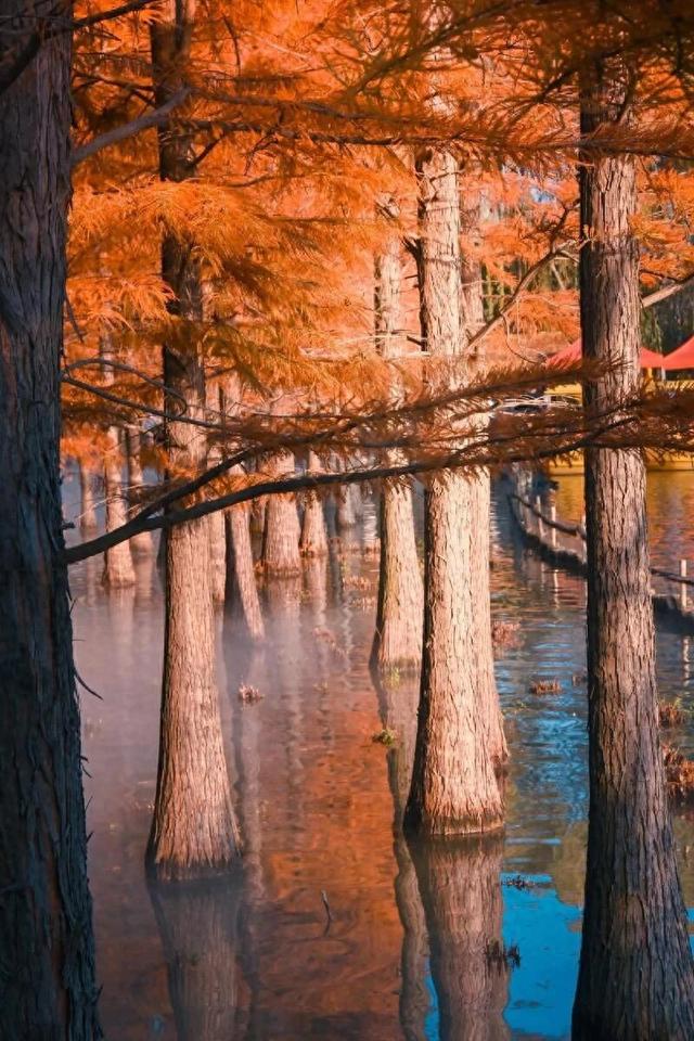 别都挤在从政坊了！洛阳还有这几处免费水杉，景美人少！