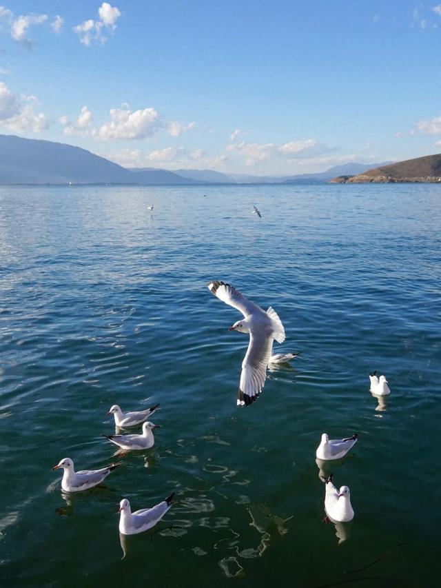 走！去大理观鸥