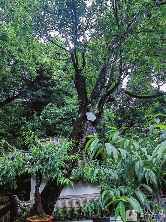 四百岁的徒留传奇 五百岁的生机勃勃