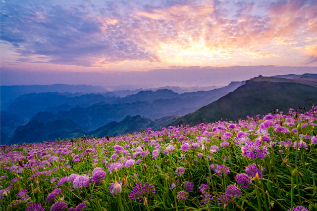 毕节市韭菜坪花期定了！8月5日初开，一起奔赴花海~