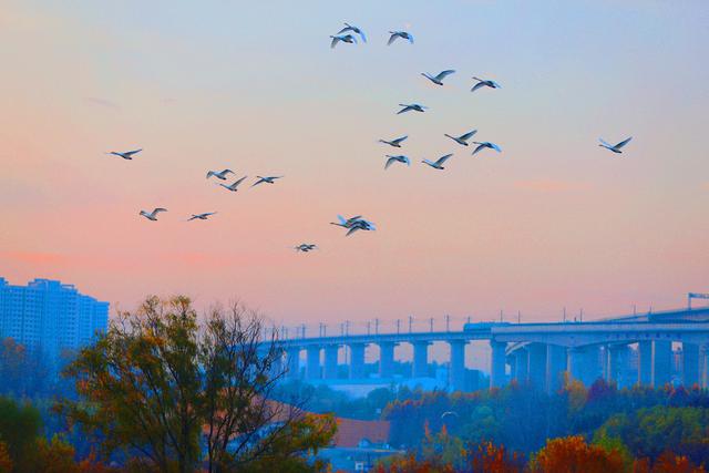 三门峡：黄河岸畔，与白天鹅的冬日之约