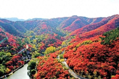 济南红叶谷第25届红叶节进入最佳观赏期 多维体验解锁秋日浪漫