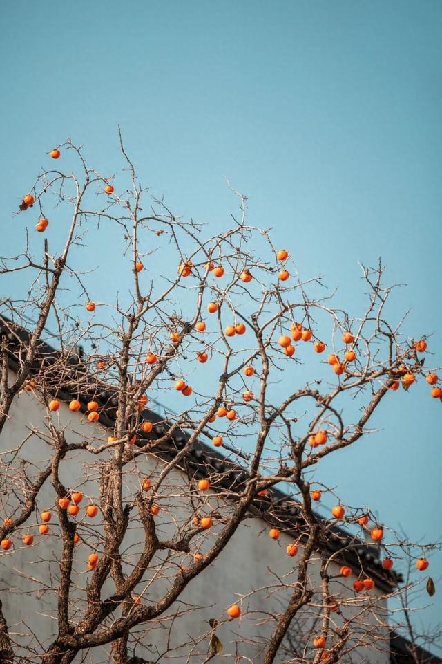 “好柿发生”～婺女洲的“柿”情画意你体验过吗？