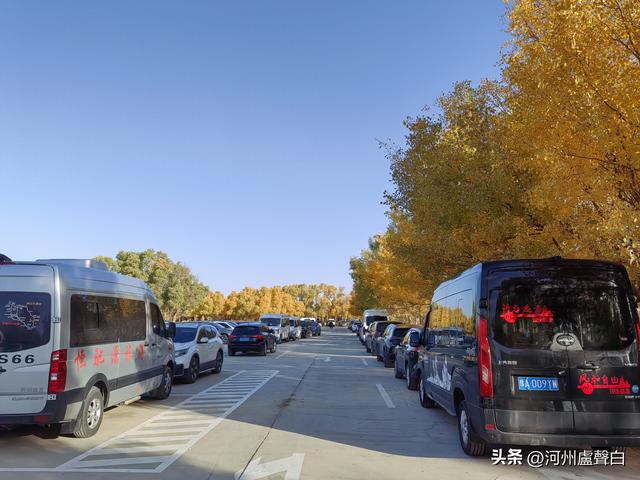 额济纳旗胡杨林