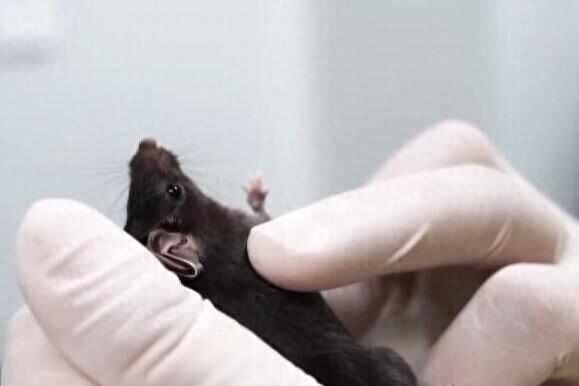 4只鼠鼠档案大公开！揭秘中国空间站“鼠航天员”，实验首选为何是它们？