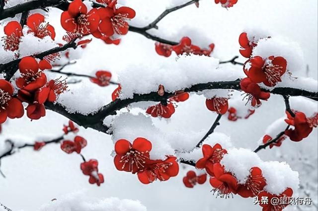 上联 :访雪闻梅词恨晚；诚邀下联？【应邀题对图文原创】