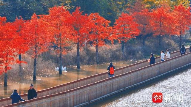 城边有片“红杉海”！海州园林水库解锁深秋生态休闲新方式
