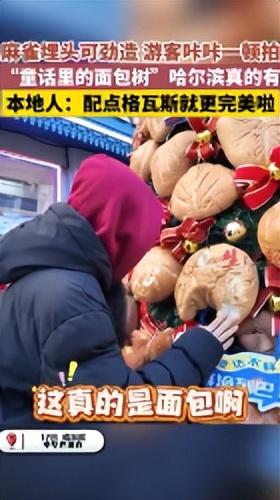 别抠！真滴！中华巴洛克面包树太招人喜欢了