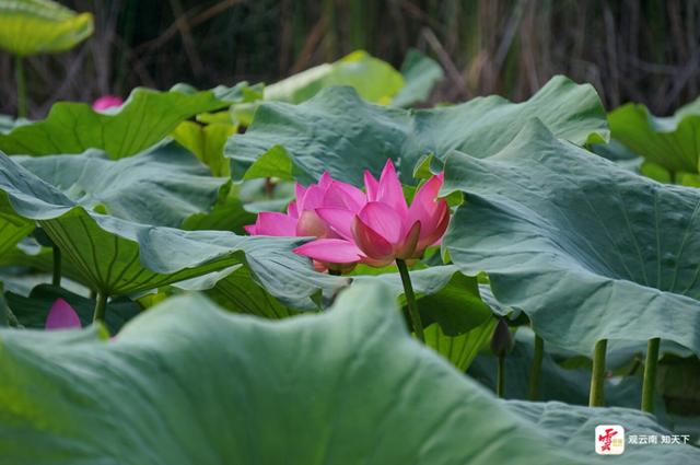 弥勒：“荷叶田田”夏意浓