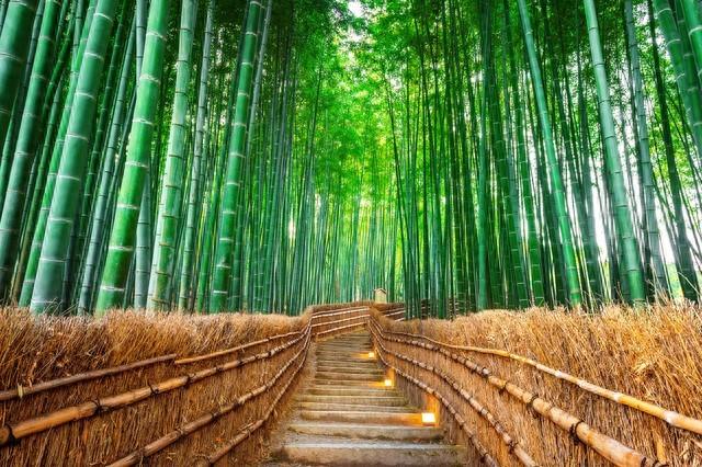 昨夜与君过竹林