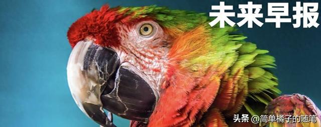 苹果摄像头换一下多少钱（本周科技圈风云再起手机镜头砍两颗）