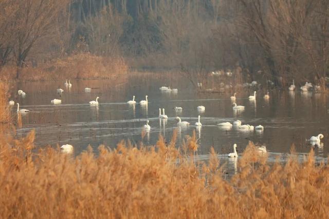 冬日苍龙湖：天鹅翩跹芦苇间