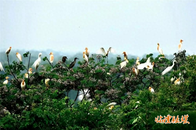 临澧道水河国家湿地公园：绘就生态画卷 谱写人水和谐新篇