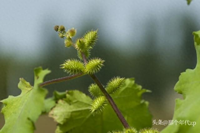 借籽之力，破境成长