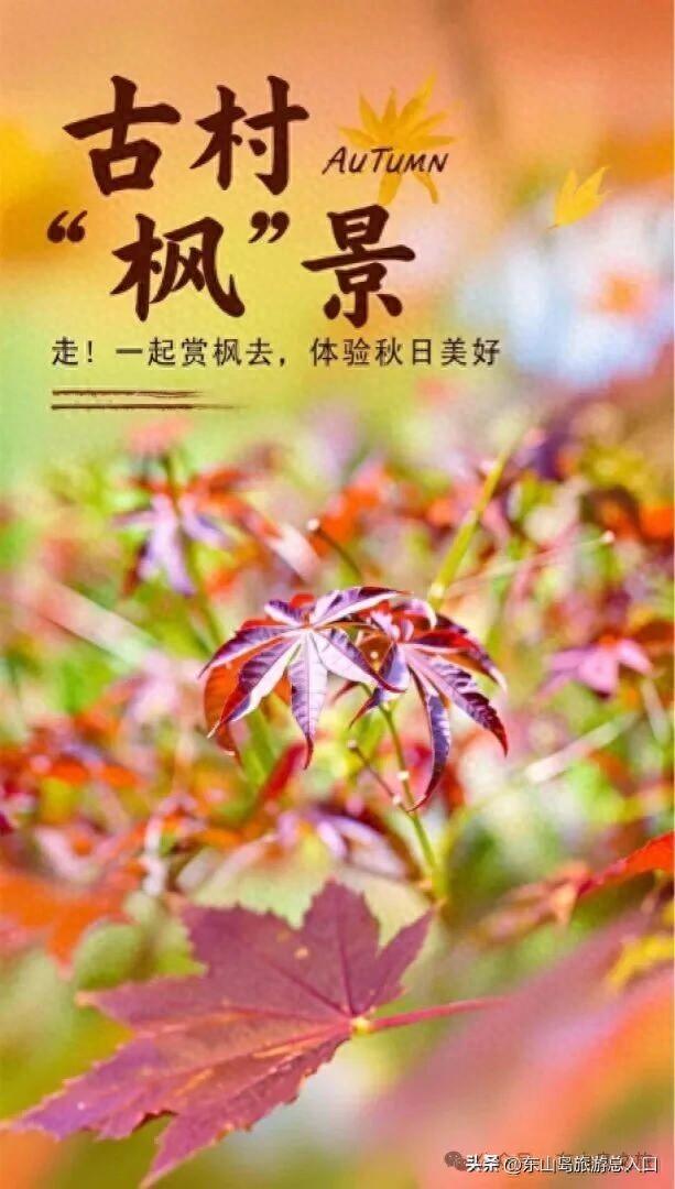 海岛的枫叶红了，走！一起赏枫去，体验海岛秋日美好