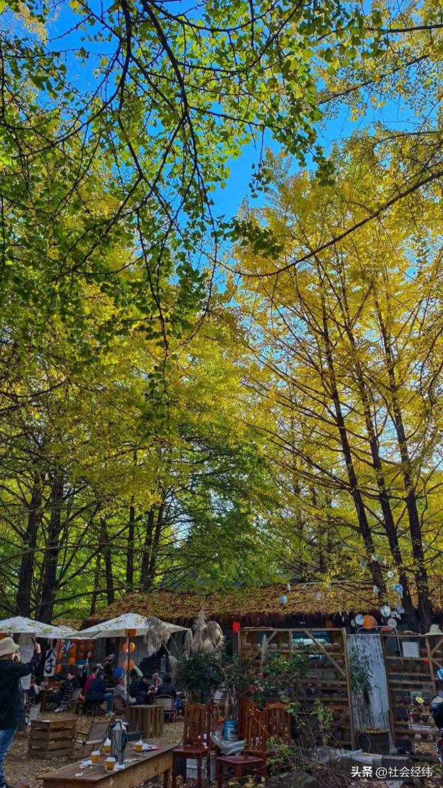 金色童话！腾冲千年银杏村，巷陌皆染秋光醉