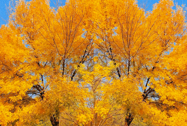 抓住秋天的尾巴！郑州秋日美景观赏地推荐！