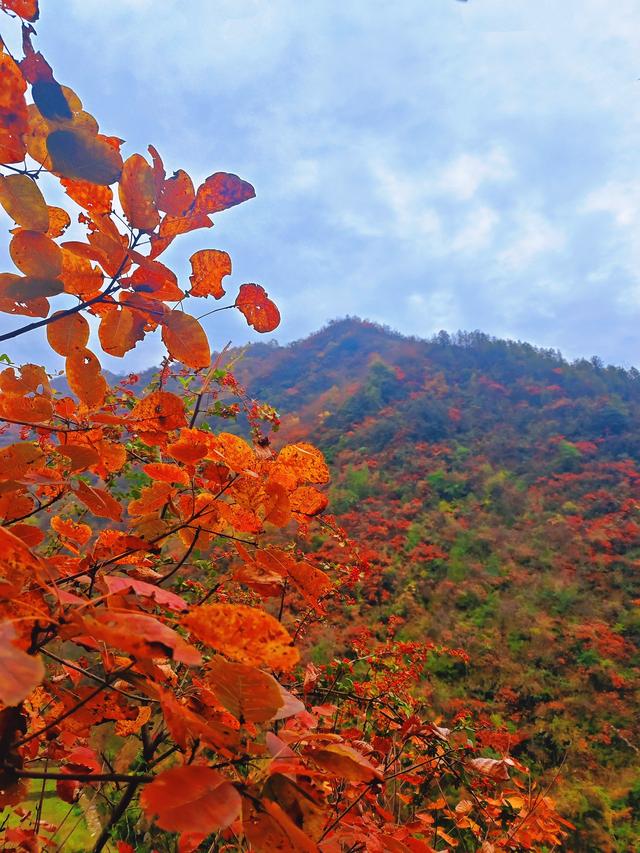 卢慧君: 早阳赏红叶