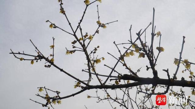 寒冬至、梅香来！镇江三山、南山、宝塔山等景区梅花陆续开放