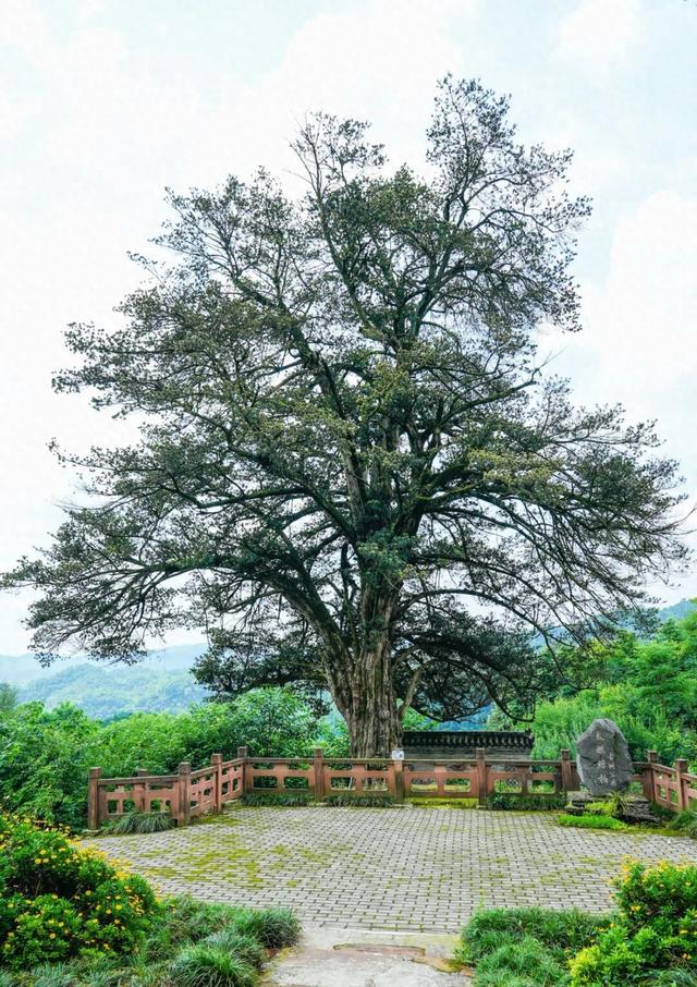 发现·公园城市 | 在成都，这个有两千岁古树的村庄也是长寿村