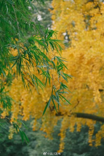 四川这份深秋限定浪漫，等你“淘”取！