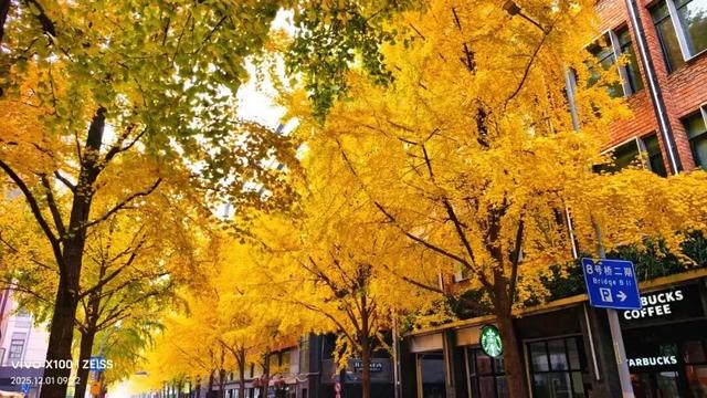 秋色浓度已拉满，谁还没偶遇申城街头的 “赤橙黄绿交响曲”？