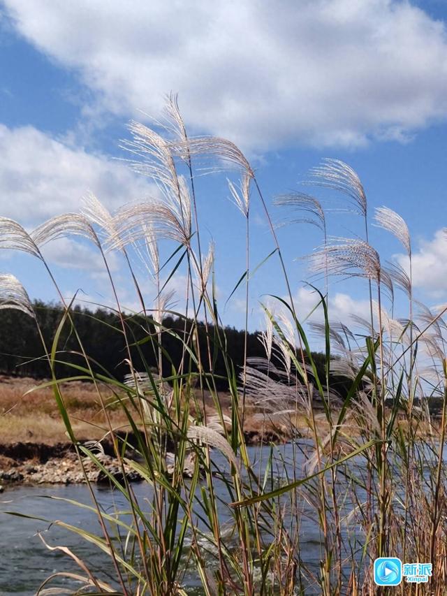 潍坊白浪河畔秋韵浓
